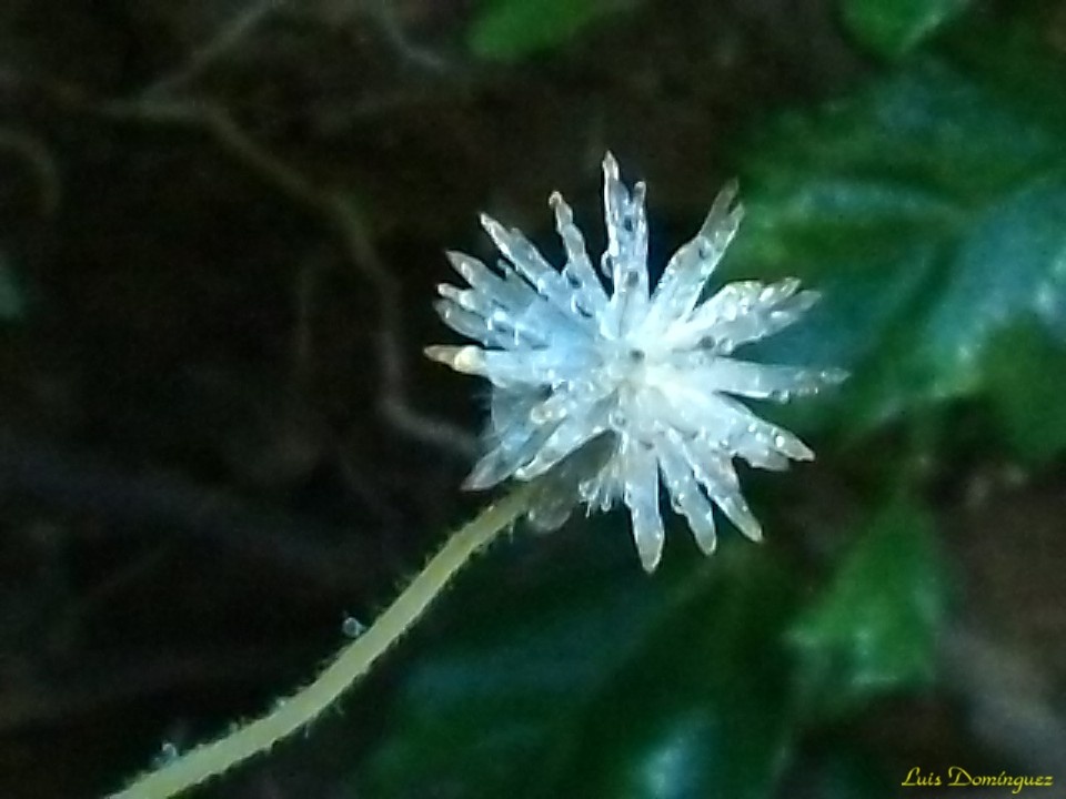 Mi Estrella del jardin