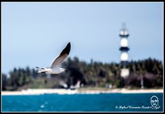 Mi faro
