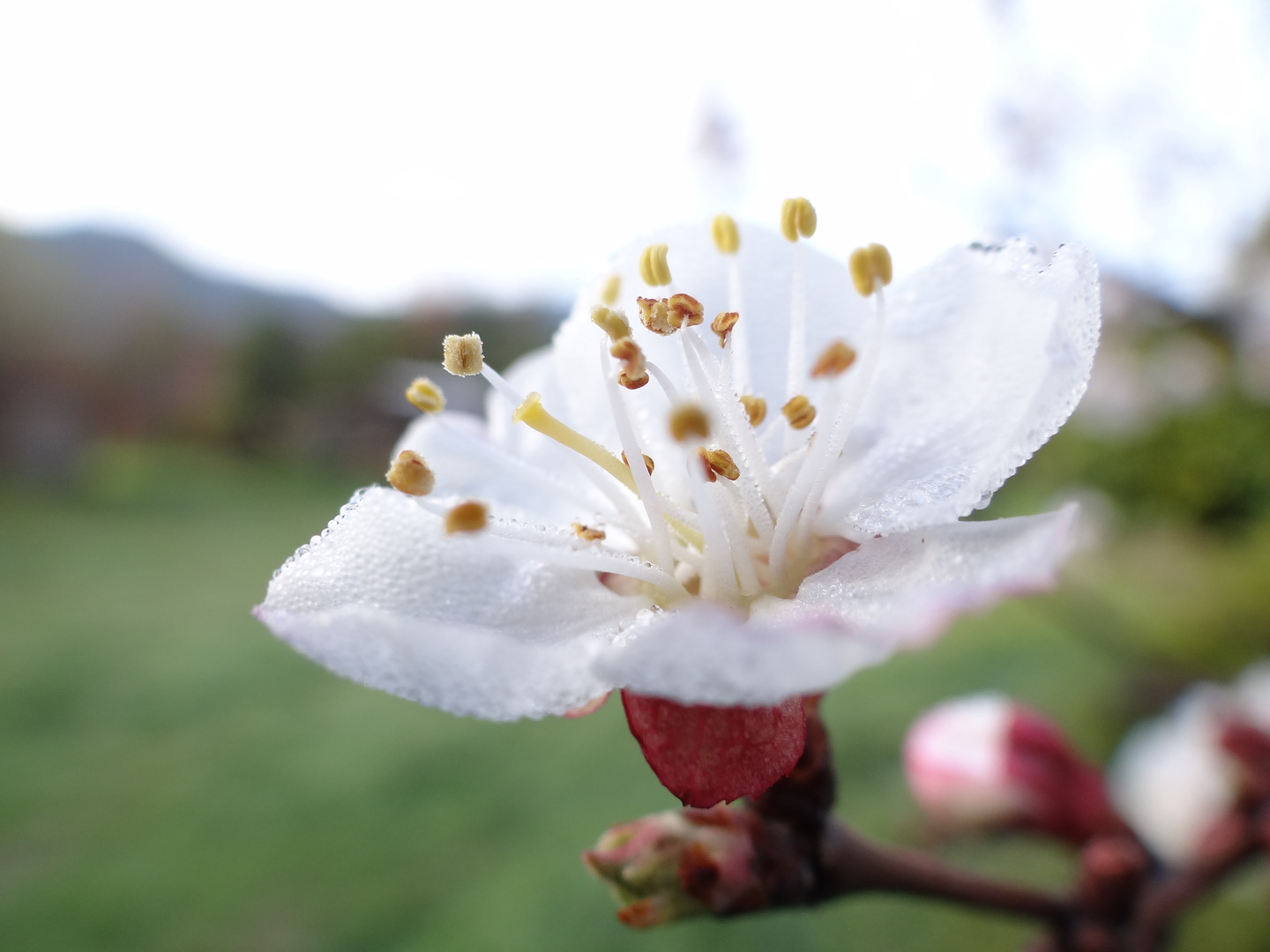 Mi flor consentida