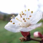 Mi flor consentida