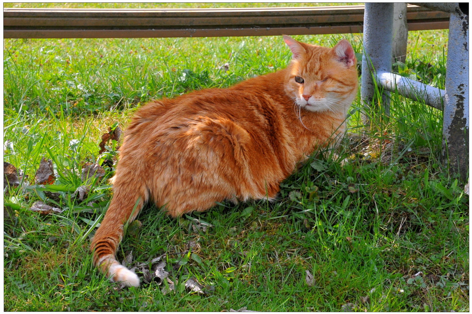 mi guapo Zorrito (mein schöner Fuchsie)