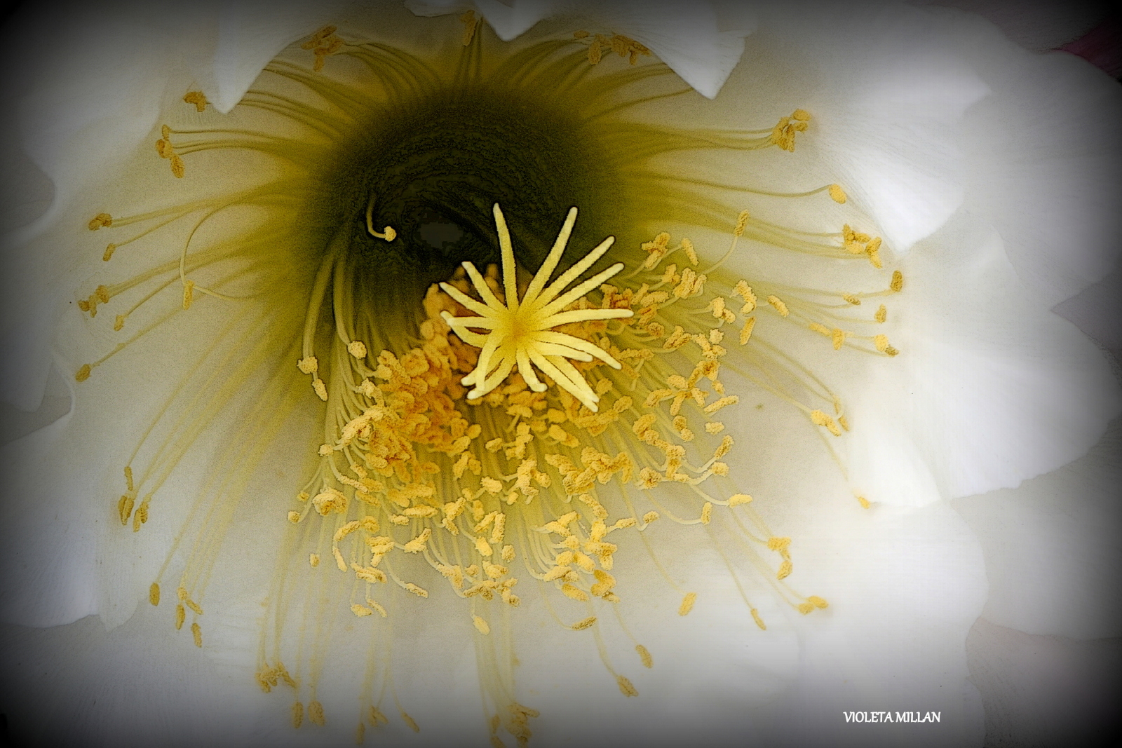 MI HERMOSA FLOR DEL CACTUS