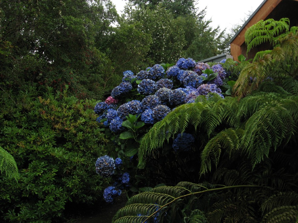 Mi jardín