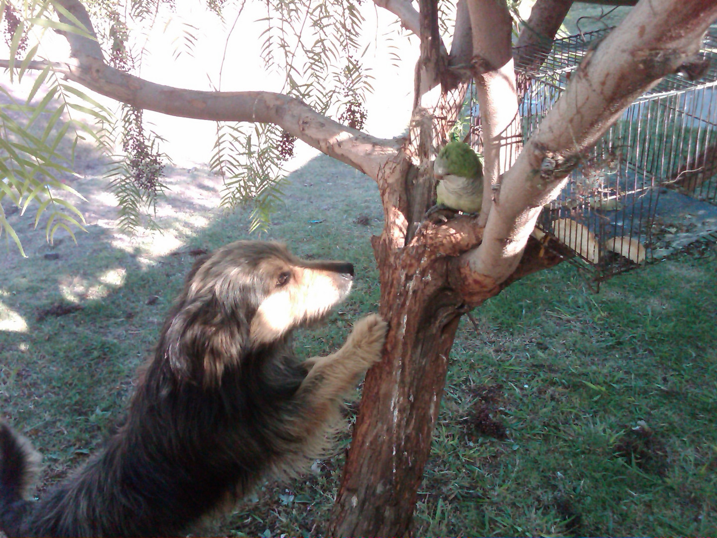 Mi loro Pipo y Mi perro Feo &#9829;