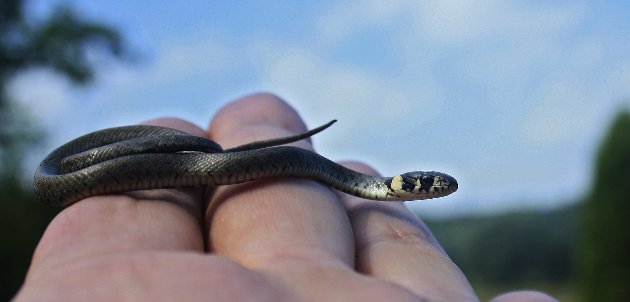 Mi-Mi-Mini-Natterlie