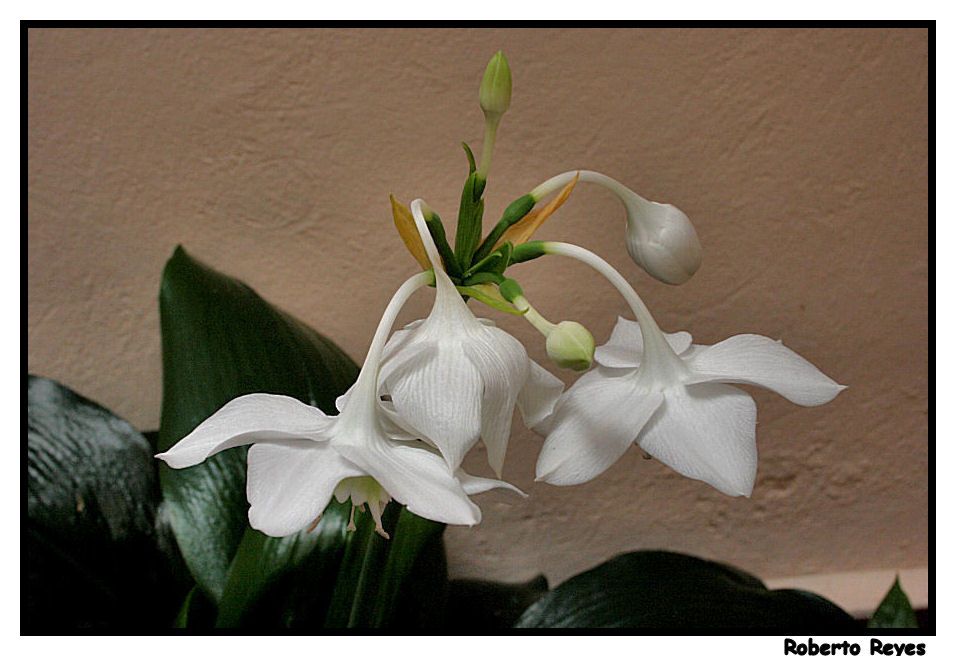 Mi Narciso ante su Pared