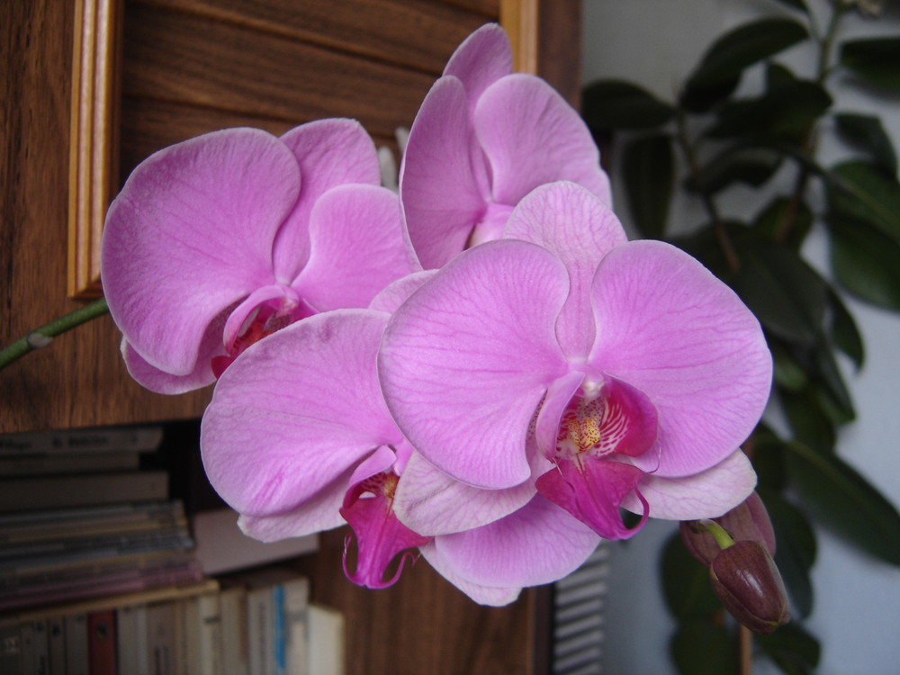 Mi orquídea