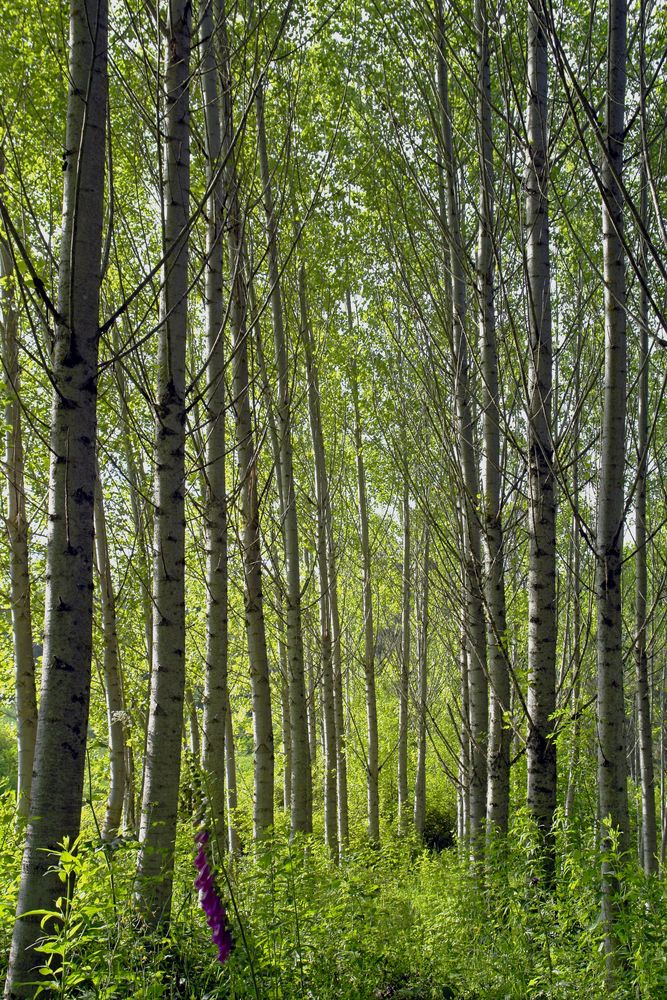 Mi País es bosque ... von fegall 