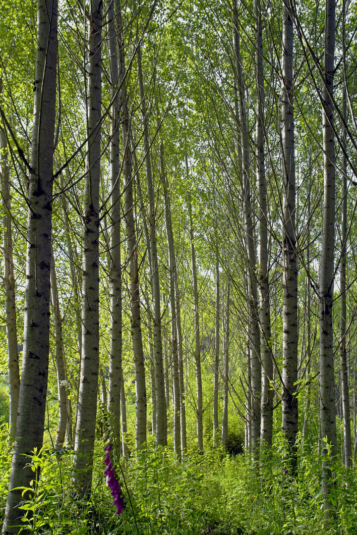 Mi País es bosque ...