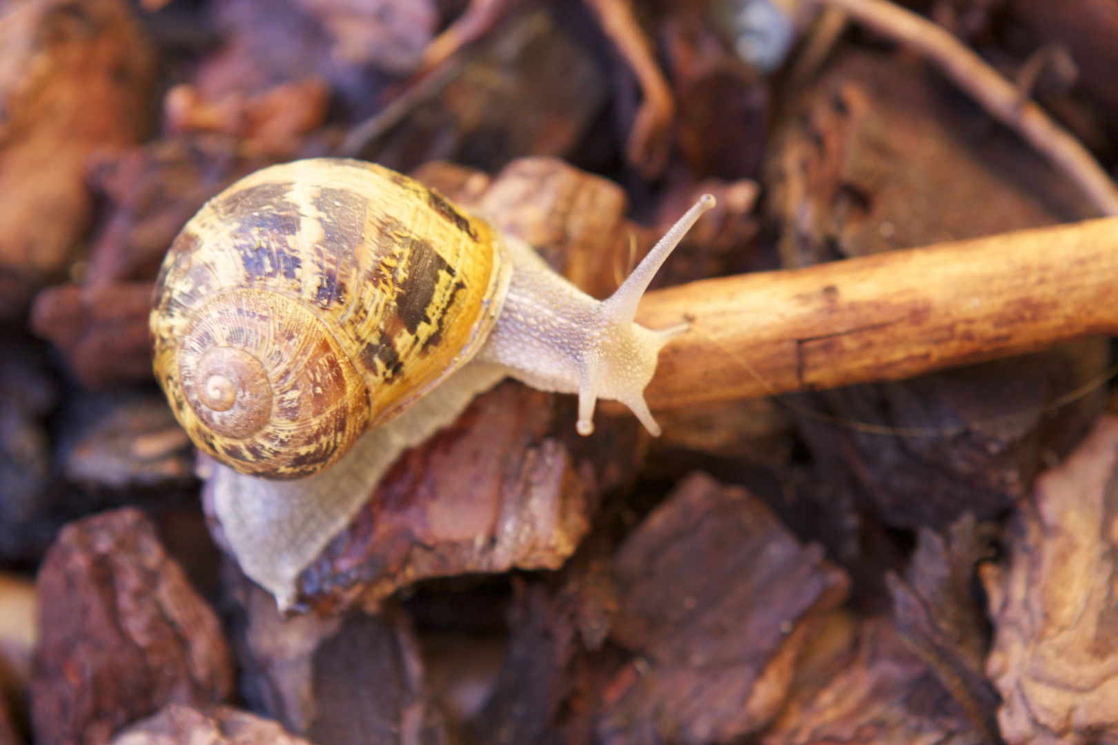 Mi pequeño caracol