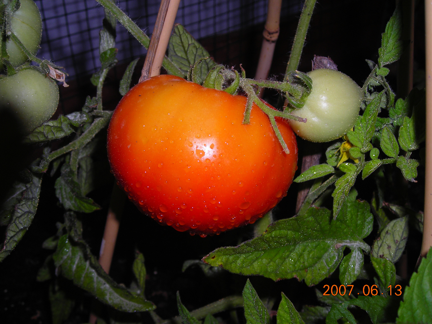 Mi pequeño cultivo de tomates