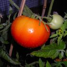 Mi pequeño cultivo de tomates