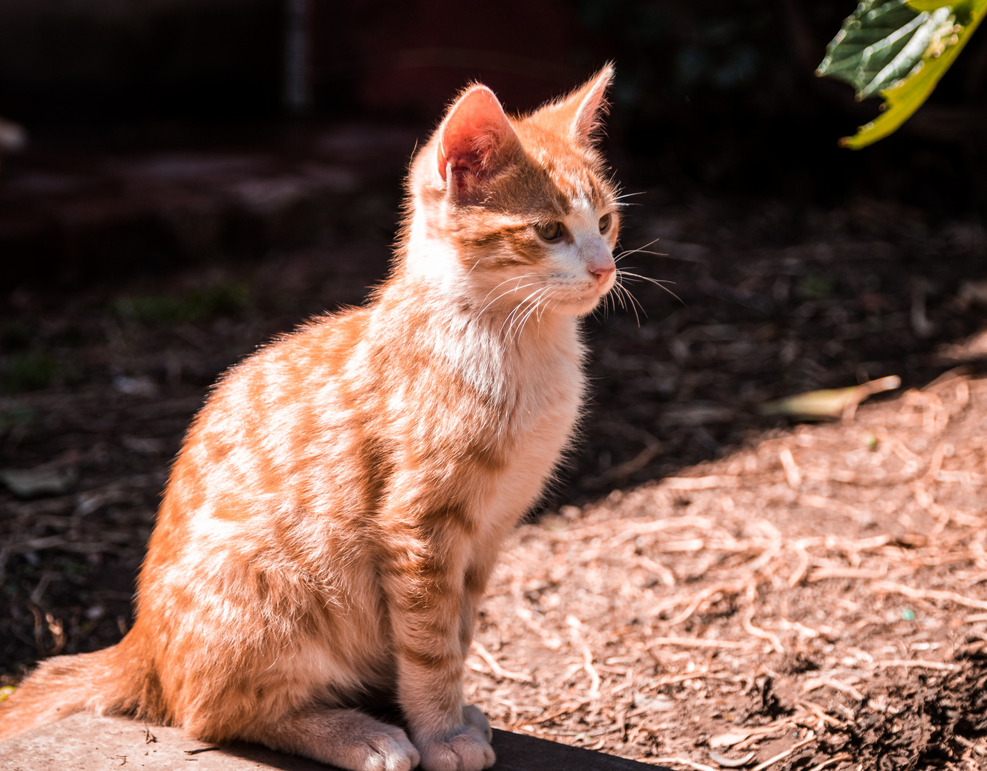 Mi pequeño gato amarillo