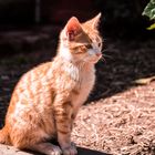 Mi pequeño gato amarillo