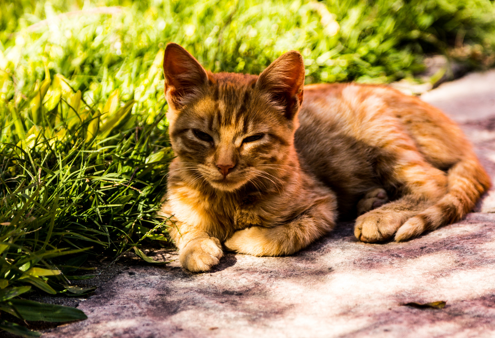 Mi pequeño tigre oriental