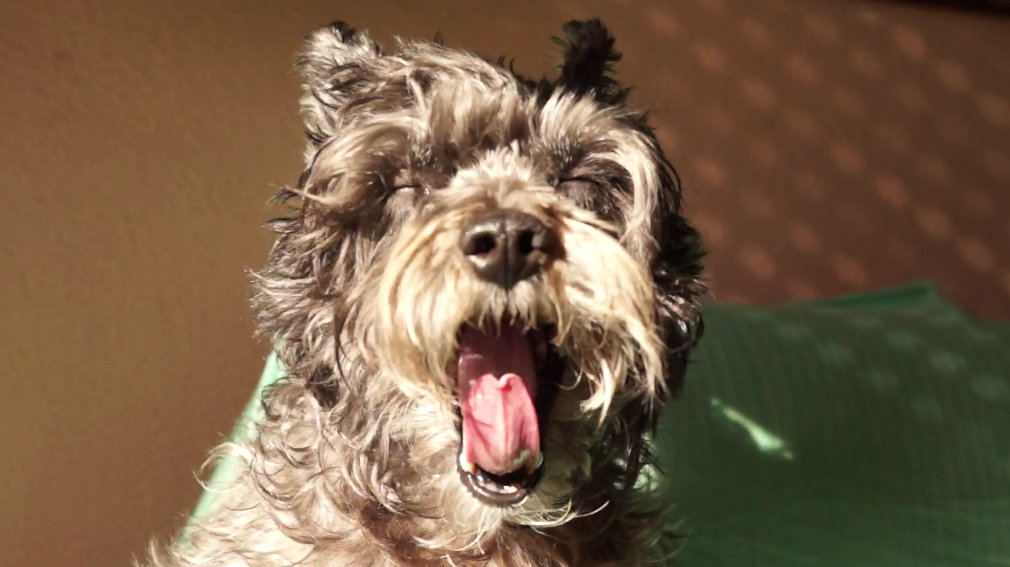 Mi perra Tara bostezando. Foto 1 My dog &#8203;&#8203;Tara yawning. Yawning Sequence Take 1