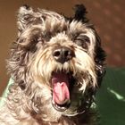 Mi perra Tara bostezando. Foto 1 My dog &#8203;&#8203;Tara yawning. Yawning Sequence Take 1