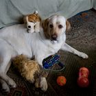Mi perra y sus juguetes
