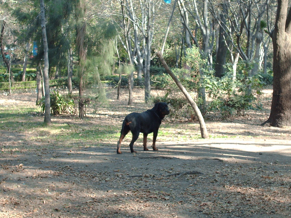 mi perro