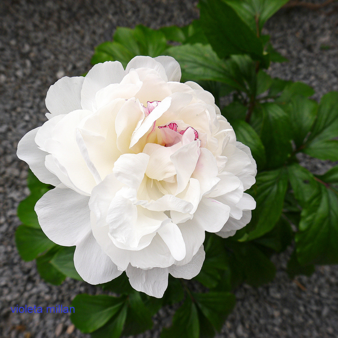 MI PRIMER PEONIA,PARA MARIA FRANCA