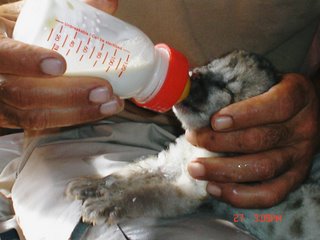 MI PRIMER PUMA CRIADO A MANO EN EL RANCHO TEXAS PARK