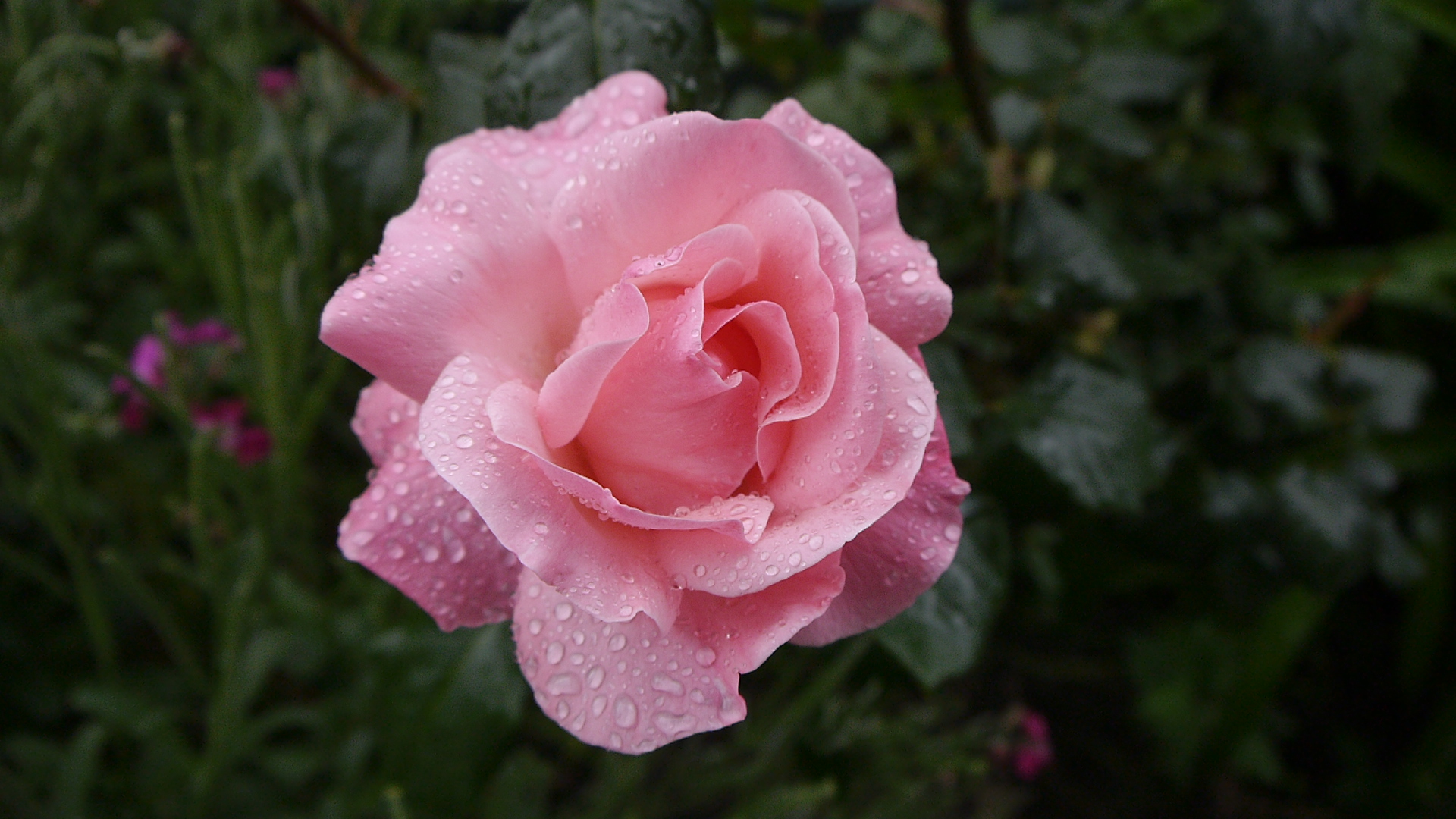 mi primer rosa de primavera