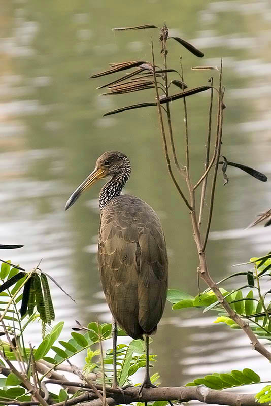 Mi primera "ave". Carao (Aramus guarauNa)