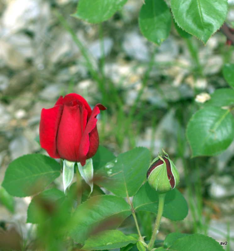 mi primera rosa del jardín