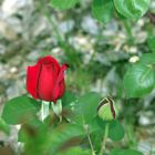 mi primera rosa del jardín