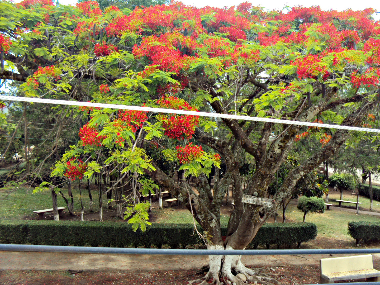 Mi Árbol