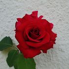 MI ROSA