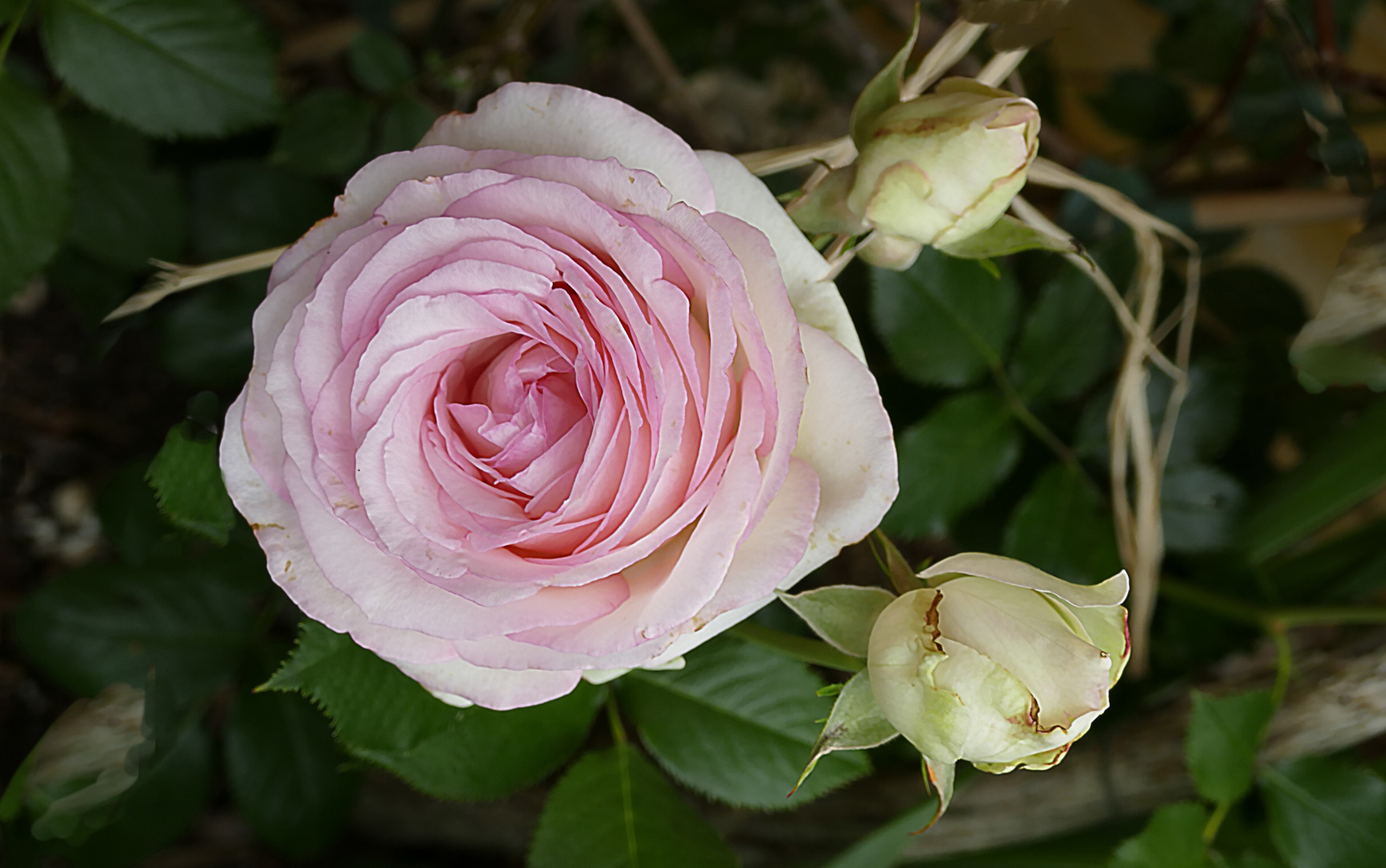 Mi rosa predilecta