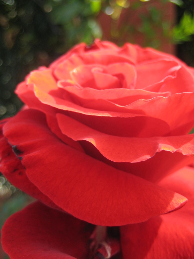 mi rosa roja