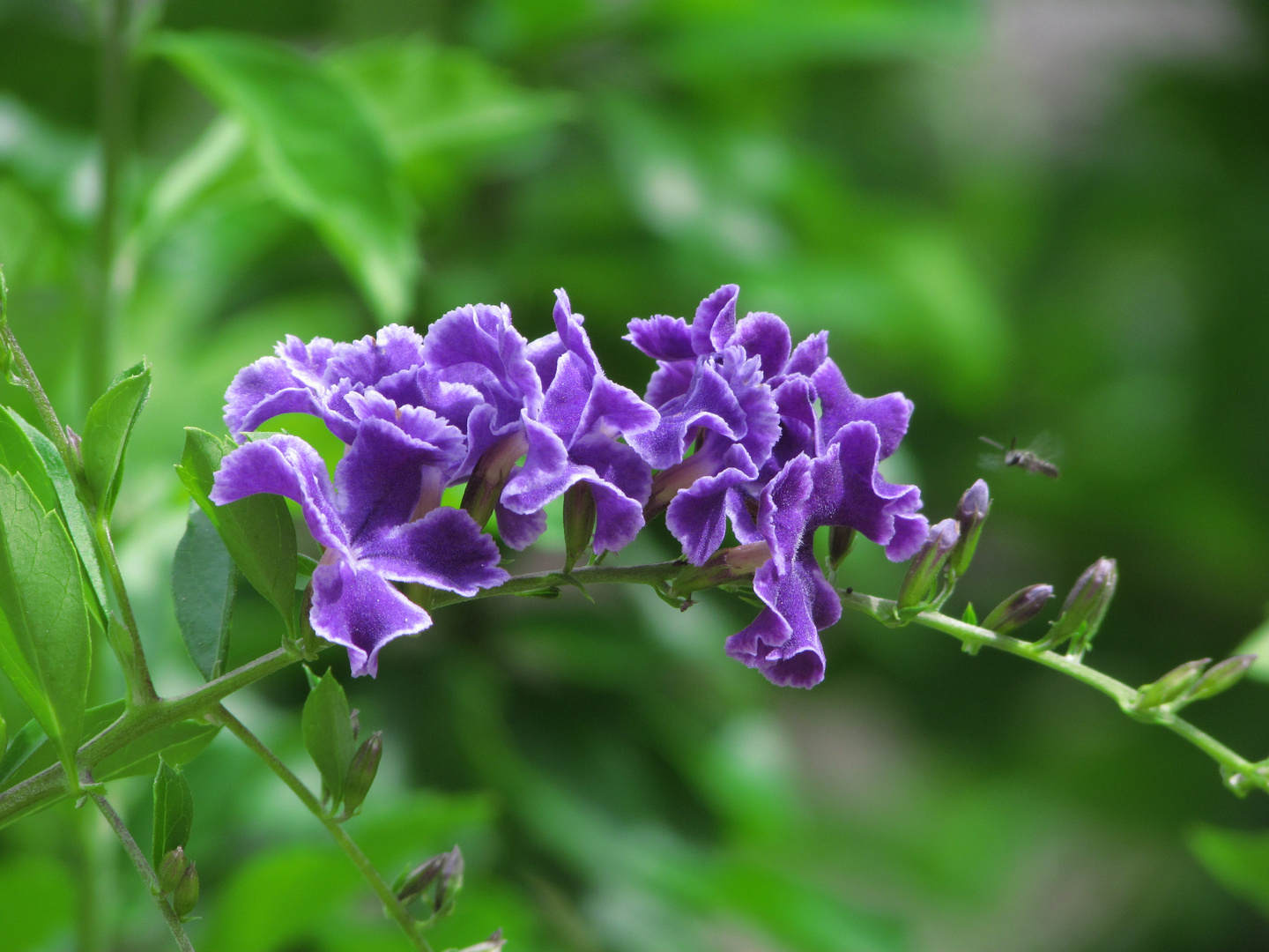 Mi sueño violeta