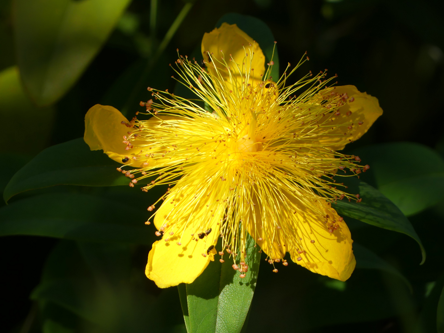 Mi-Wo Blümchen - Andenken an sommerliche