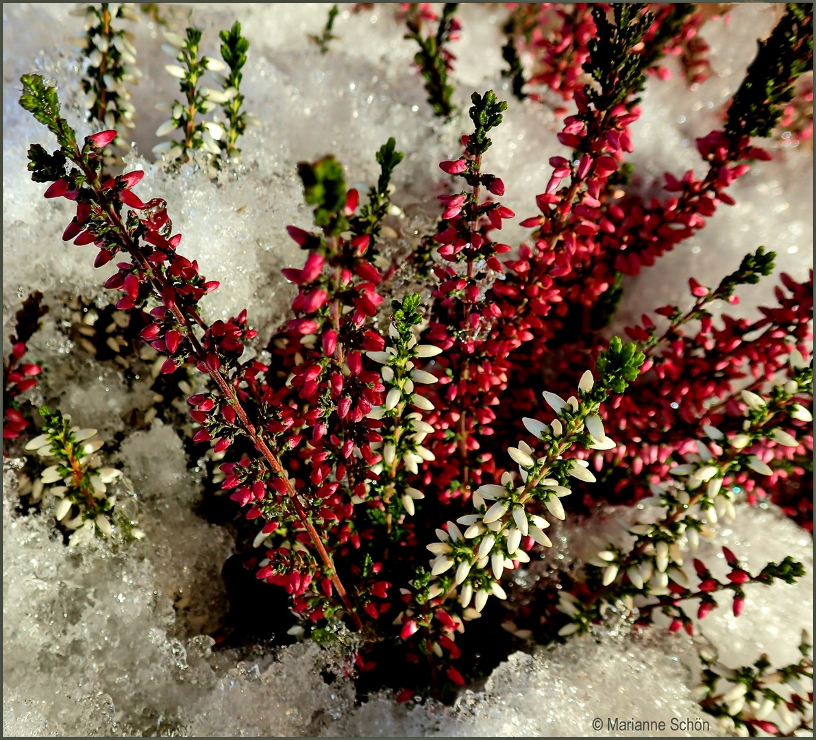 Mi-Wo-Blümchen  im Schnee...