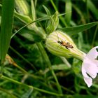 Mi-Wo-Blümchen mit Besuch...