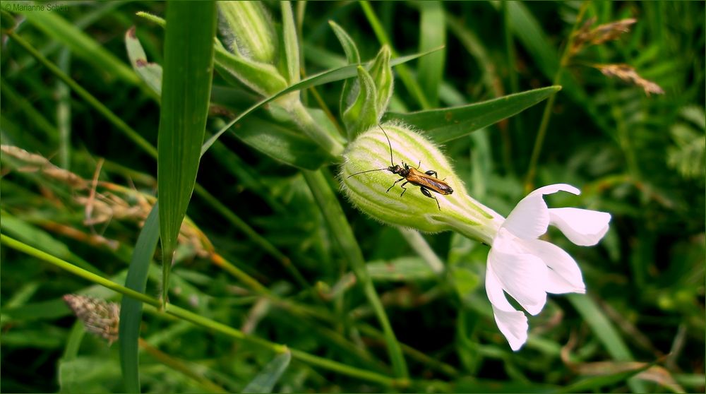 Mi-Wo-Blümchen mit Besuch...