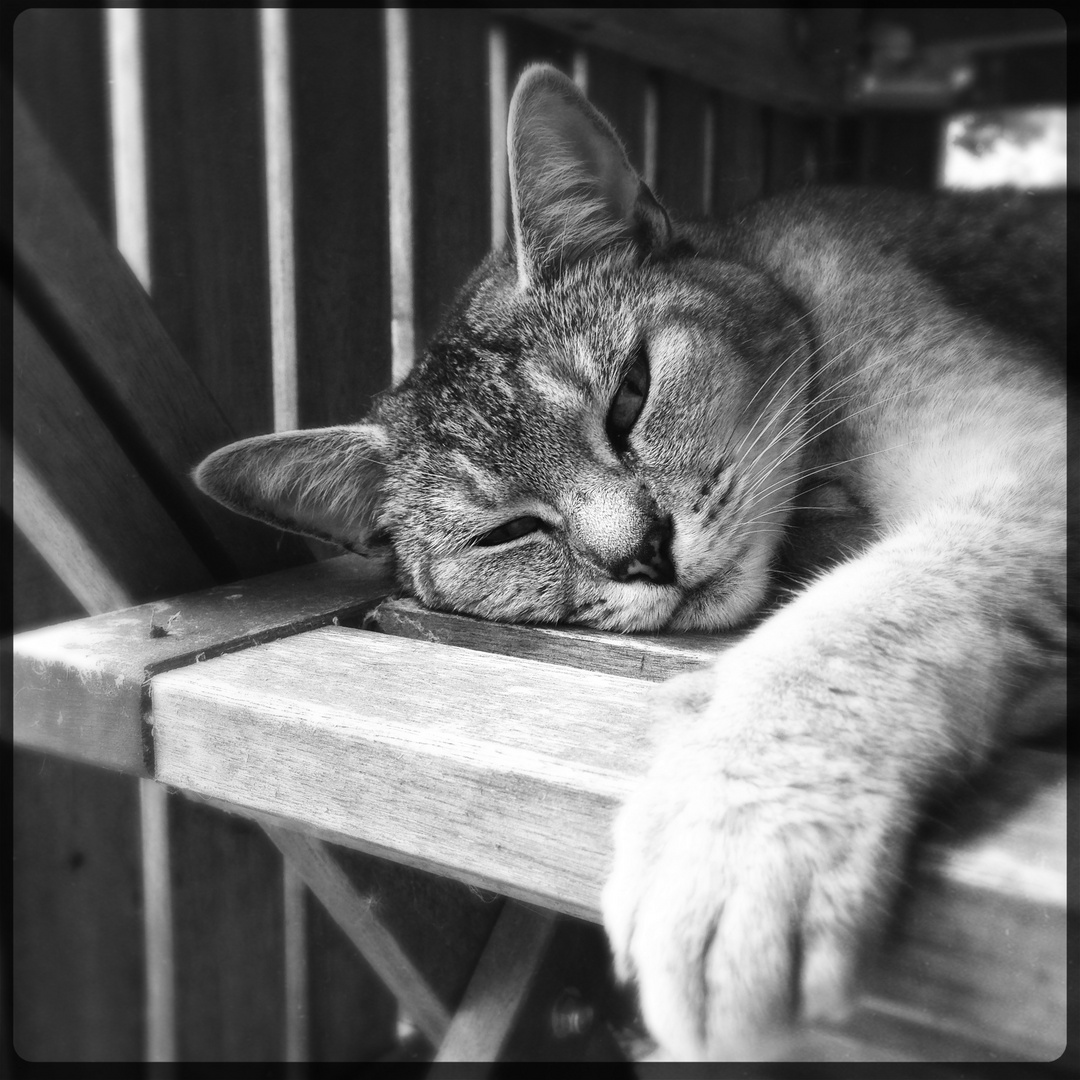 MiZu Foto & Bild tiere, haustiere, katzen Bilder auf