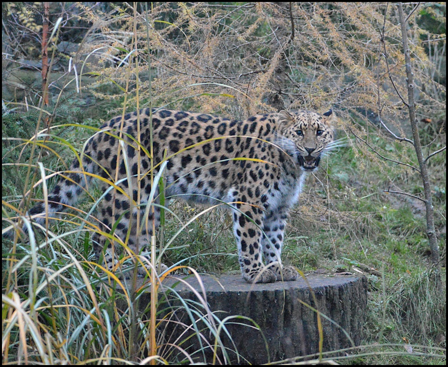 *M*I*A* Foto & Bild tiere, zoo, wildpark & falknerei, säugetiere