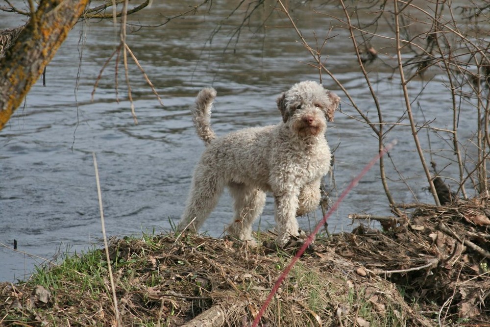 Mia an der Donau