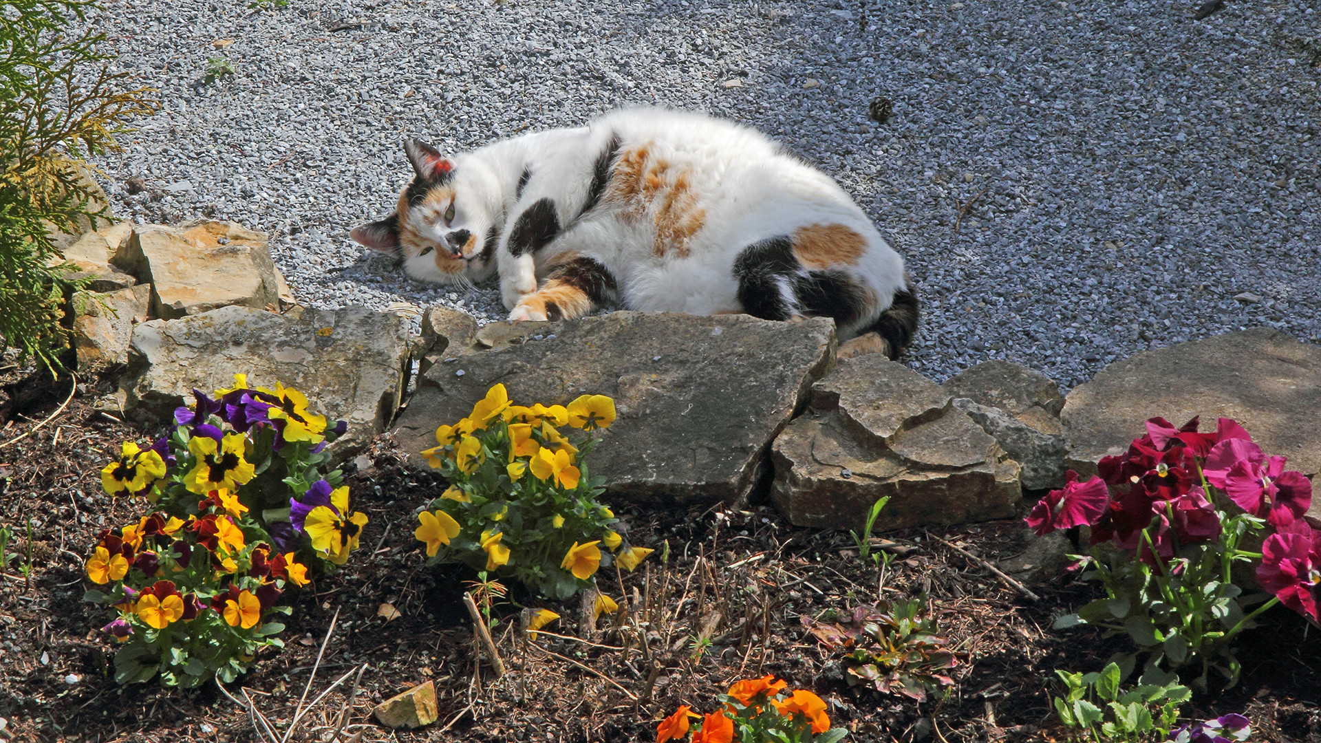 Mia der Gartenchef seit knapp drei Jahren, die jeden Morgen am Gartentor auf uns wartet...