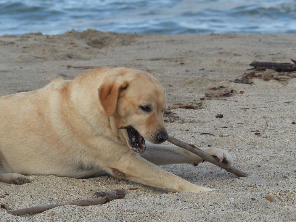 Mia der Hostelhund