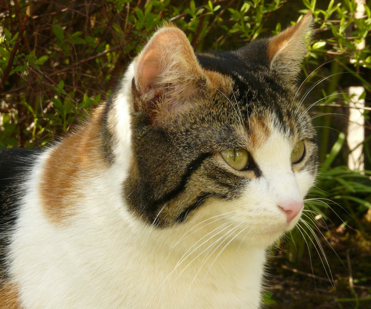 Mia - fröhlich im Garten :-)