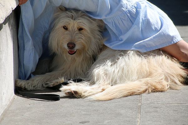 Mia hat ein schattiges Plätzchen gefunden