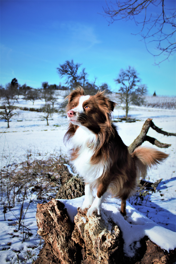 Mia in freier Wildbahn