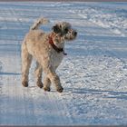 Mia, Lagotto Romagnolo, 1 Jahr alt