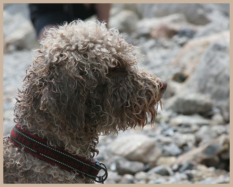 Mia, Lagotto Romagnolo