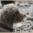 Mia, Lagotto Romagnolo