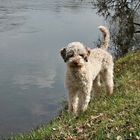 Mia, Lagotto Romagnolo